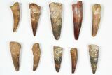 Lot: -, Bargain Spinosaurus Teeth - Pieces #87854-1